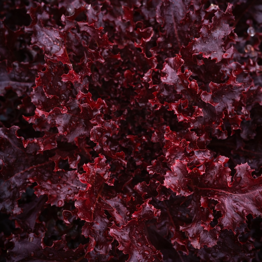 Laitue feuille de chêne 'Red Salad Bowl' bio