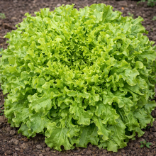 Regal Oak Green Oak Leaf Lettuce