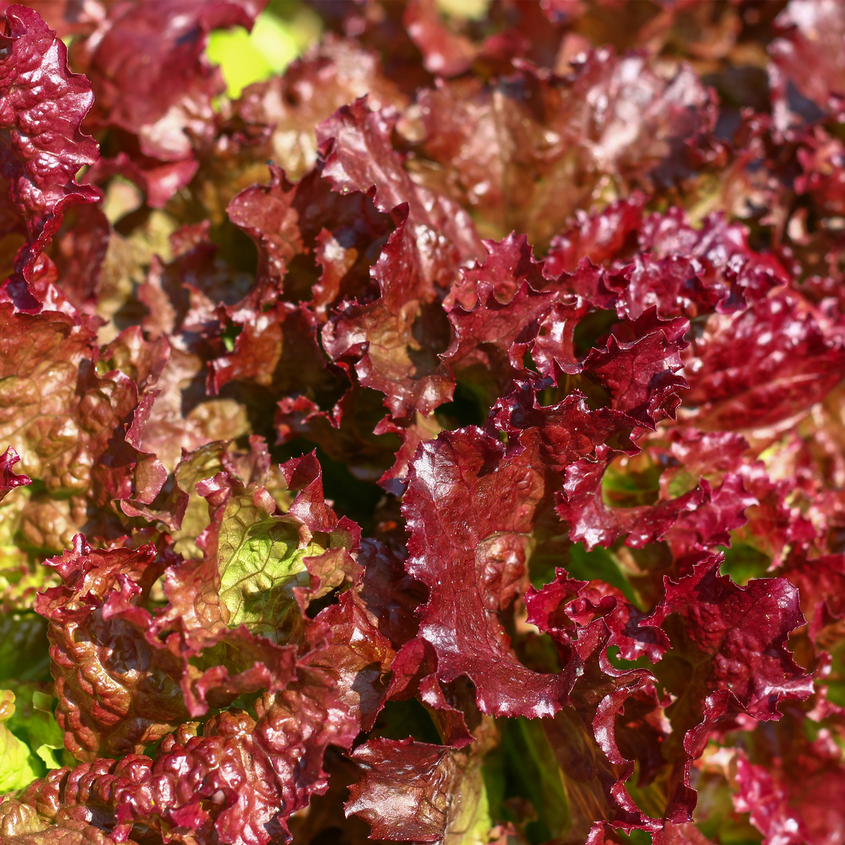 Red Sails leaf lettuce