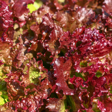 Red Sails leaf lettuce
