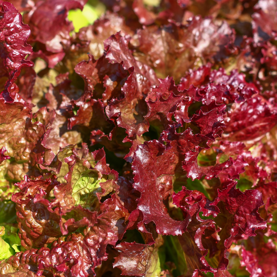 Red Sails leaf lettuce