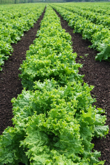 Organic ‘Tropicana’ green leaf lettuce (<em>Lactuca sativa</em> ‘Tropicana’)