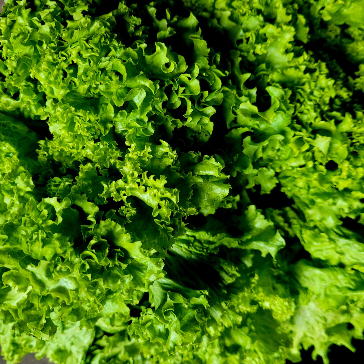 Photographie de Laitue frisée verte (Lactuca sativa ‘Two Star’), sélection proposée en semences W.H. Perron. Le visuel présente l’apparence de la plante ou de sa récolte et permet d’en observer les formes et les couleurs. Cette vue illustre les caractéristiques visibles de la sélection, dans une présentation destinée à accompagner son identification et à montrer son intérêt au jardin.