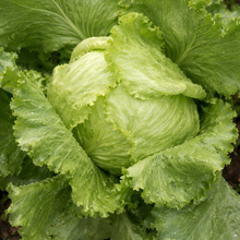 Organic 'Crispino' iceberg lettuce
