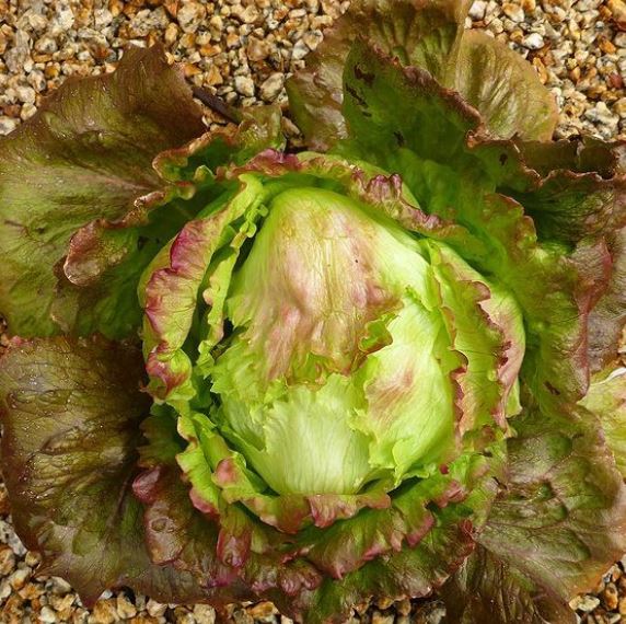 Laitue iceberg 'Red Iceberg' bio