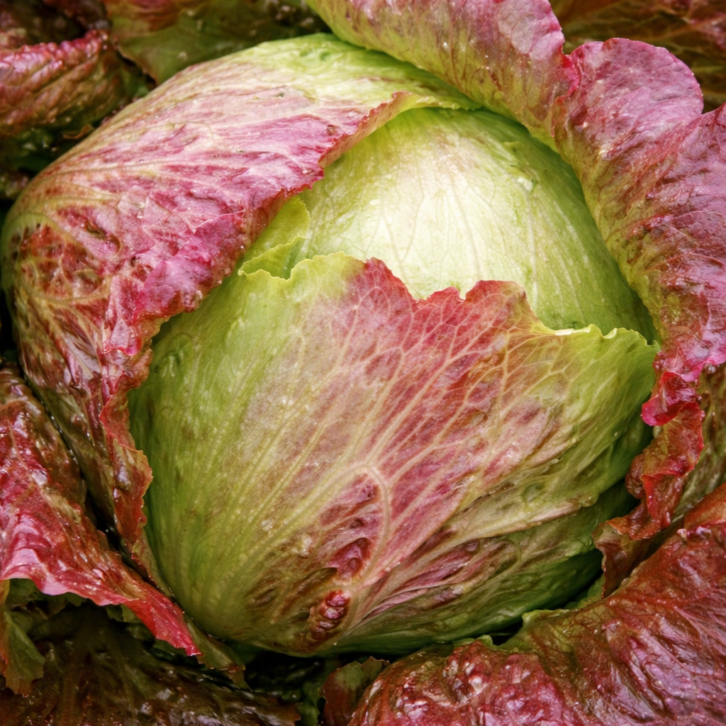Organic red iceberg lettuce