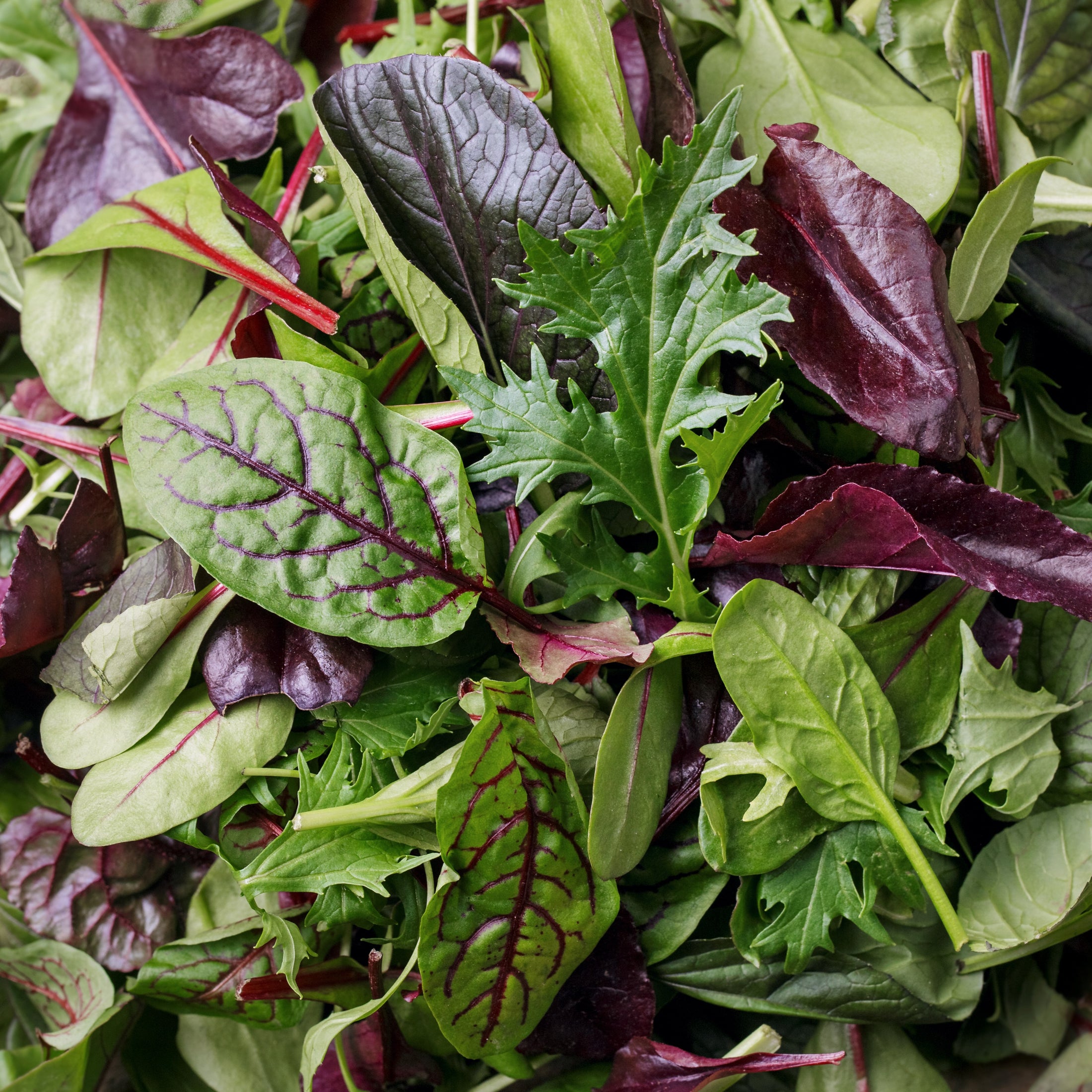 Laitue mesclun sur ruban