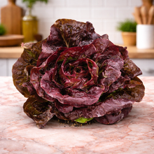 Organic ‘Truchas’ red mini-romaine lettuce (<em>Lactuca sativa</em> ‘Truchas’)