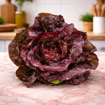 Laitue mini romaine rouge 'Truchas' bio