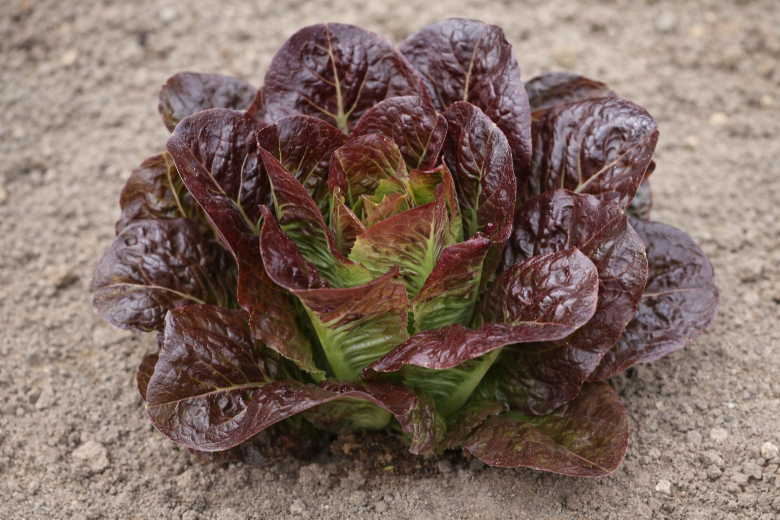 Organic ‘Breen’ bronze-red mini-romaine lettuce (<em>Lactuca sativa</em> ‘Breen’)