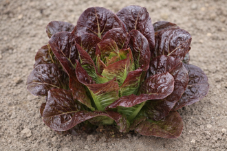selection of organic 'Breen' bronze-red mini-romaine lettuce seeds showing one small upright compact head. Glossy blistered dark leaves have olive undertones, white veins, and a dense green heart. The image identifies this Lactuca sativa for vegetable gardens, square-foot beds, greenhouses, hydroponic systems, and containers, with harvest at approximately 45 days.