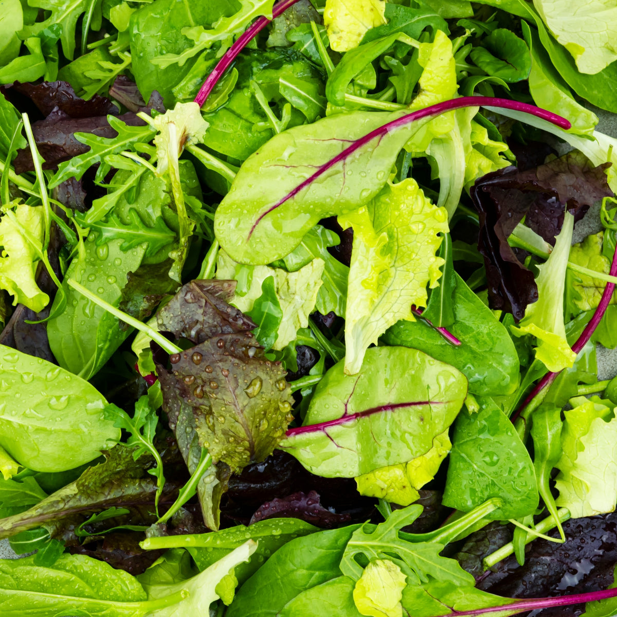 Organic lettuce mesclun mix