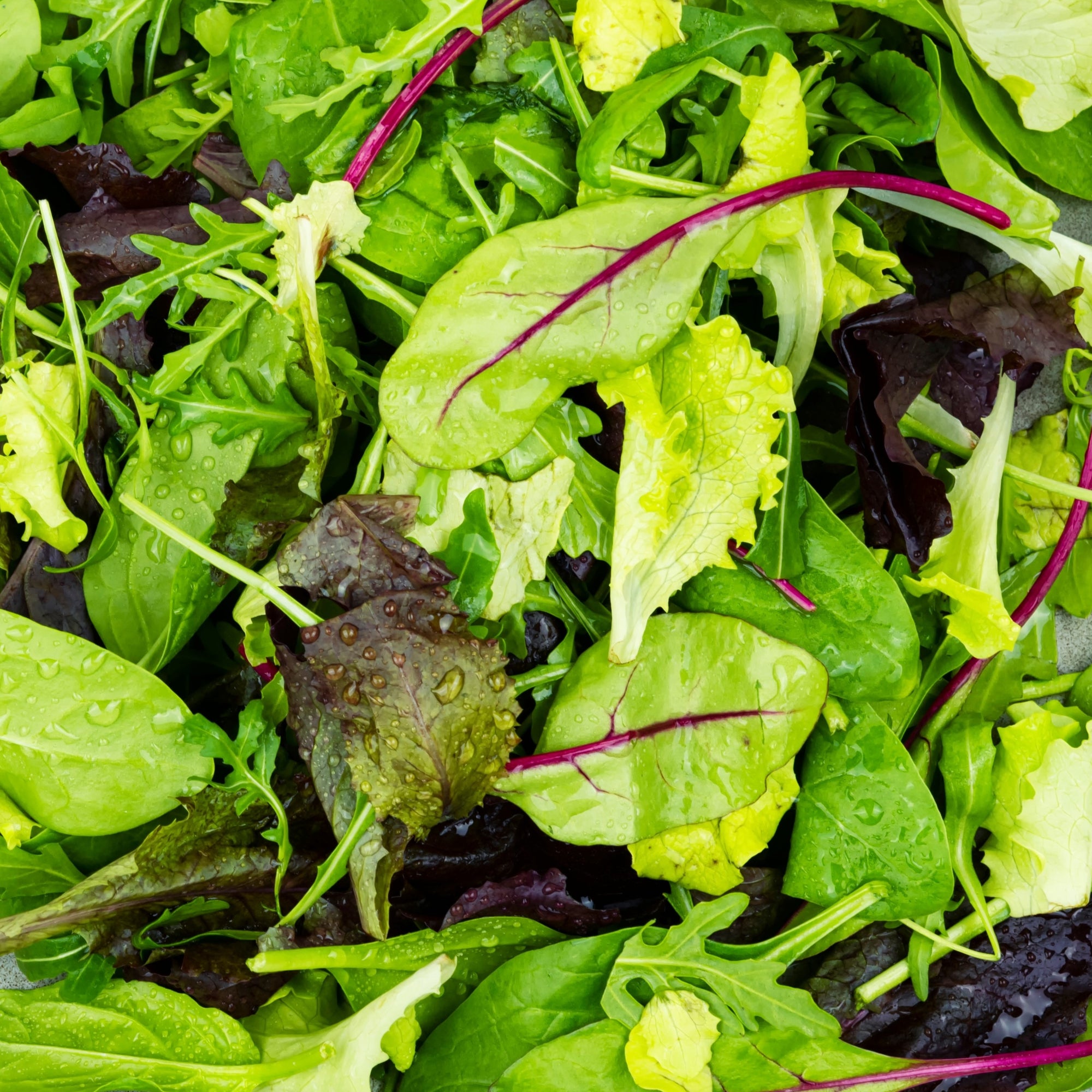 Organic lettuce mesclun mix