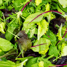 Organic lettuce mesclun mix