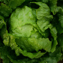 Laitue pommée 'Pint Size Iceberg'