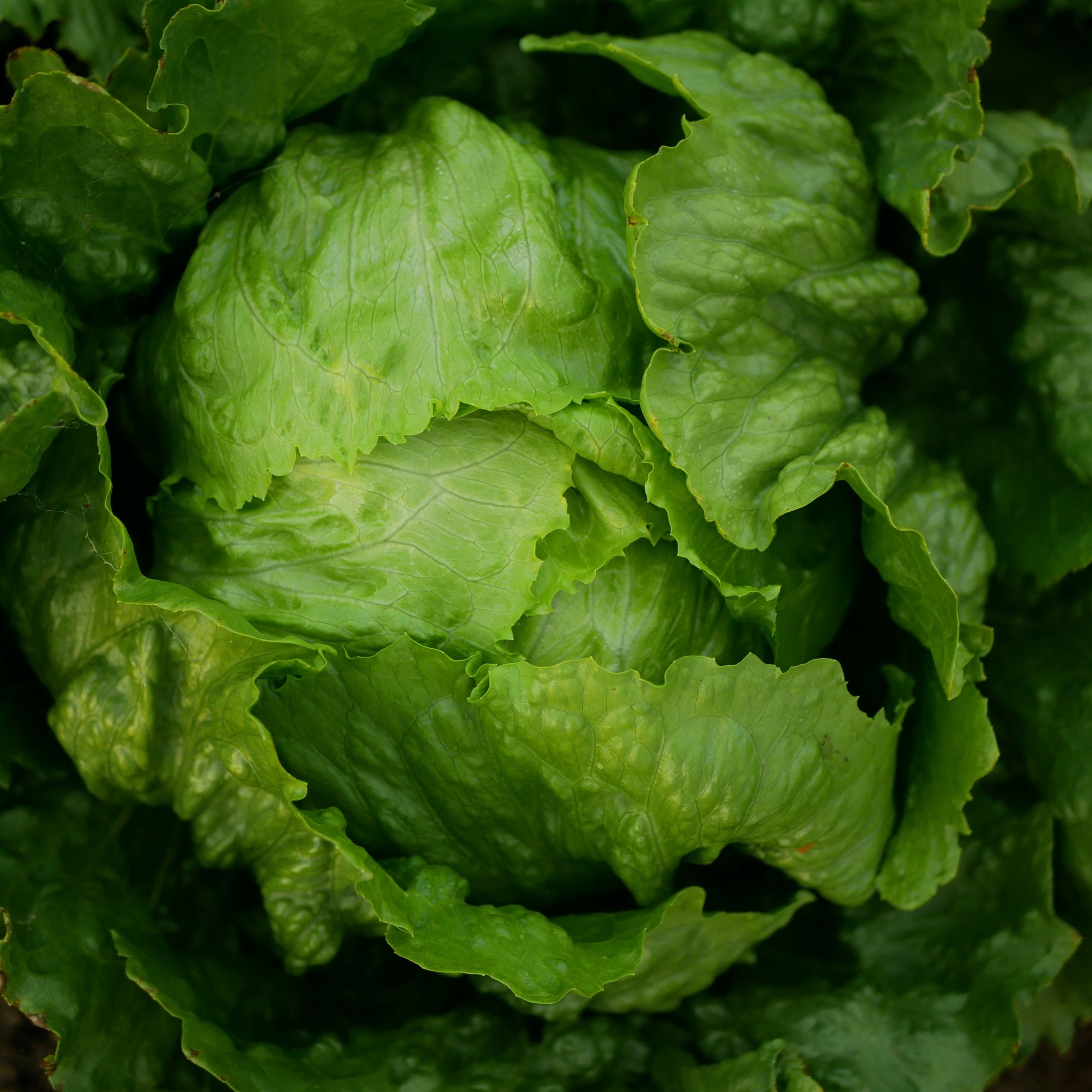 Laitue pommée 'Pint Size Iceberg'