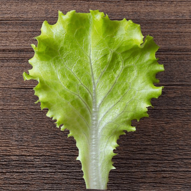 Organic 'Albabionda' head lettuce