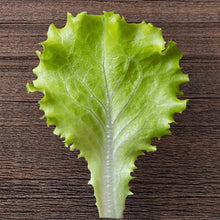 Organic 'Albabionda' head lettuce