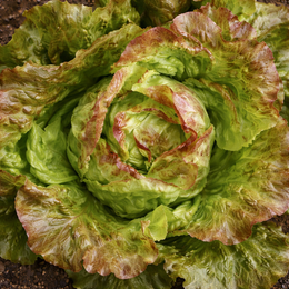 Organic 'Pirat' head lettuce