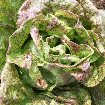 Organic 'Speckled Butterhead' head lettuce