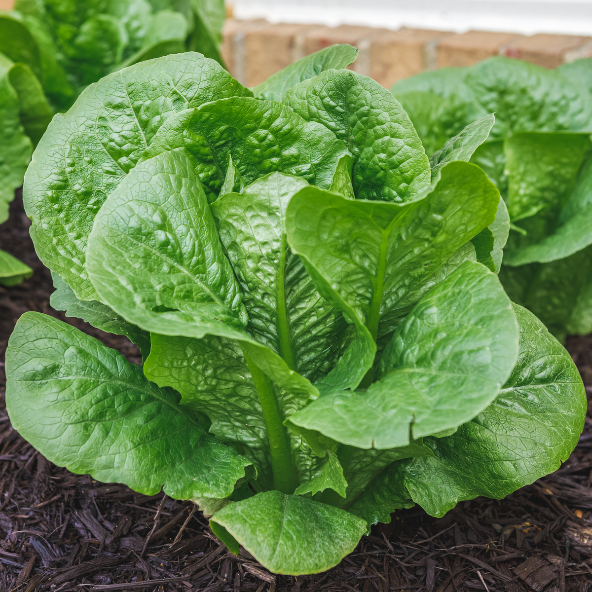 Romaine Lettuce