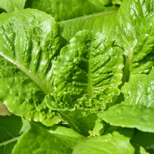 Laitue romaine 'Winter Density'