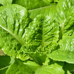 Romaine lettuce 'Winter Density'