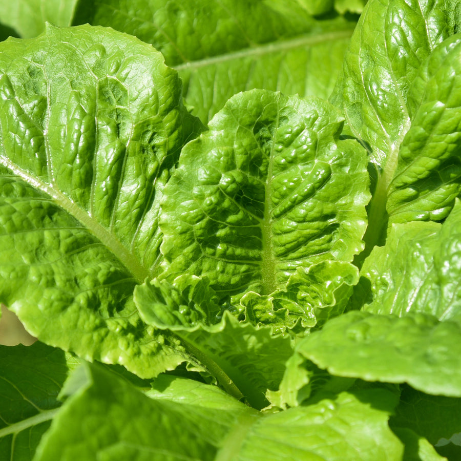Romaine lettuce 'Winter Density'