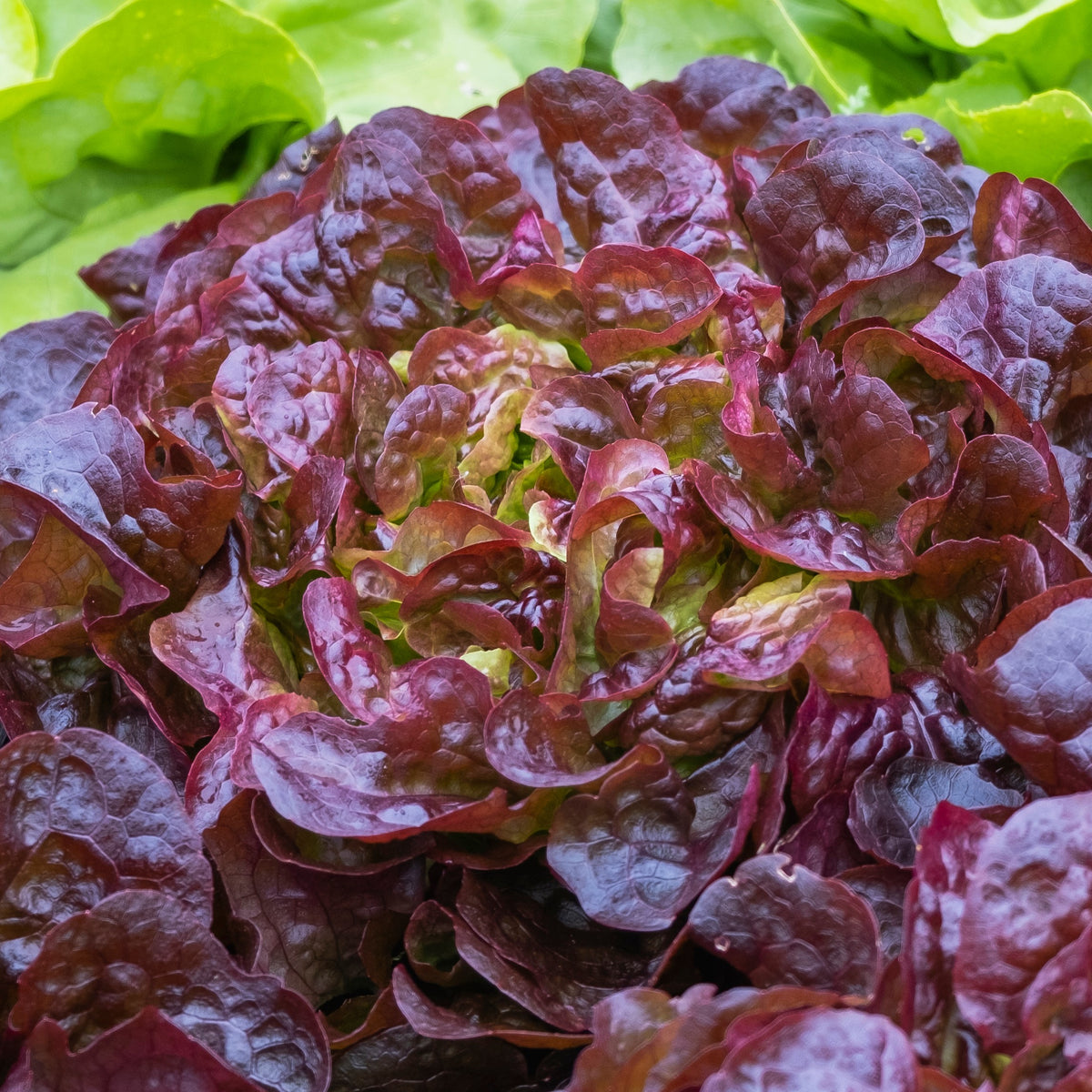Laitue romaine ‘Ezbruke’ bio (Lactuca sativa ‘Ezbruke’)