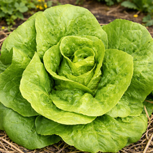 Organic 'Jadeite' romaine lettuce
