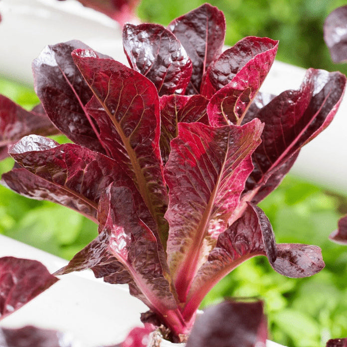 Organic 'Super Red Romaine' Romaine Lettuce