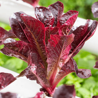 Organic 'Super Red Romaine' Lettuce Seeds by Gaia, product image prepared for Canadian gardeners.