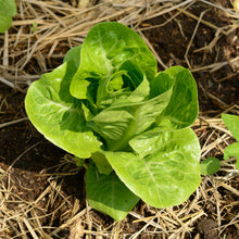 Laitue romaine verte ‘Dragoon’ bio (<em>Lactuca sativa</em> ‘Dragoon’)
