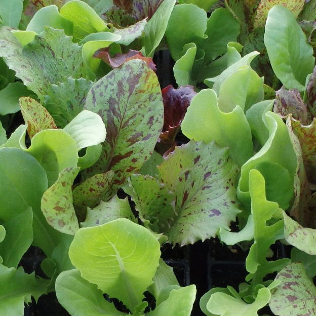 Laitues en mélange (Lactuca sativa)