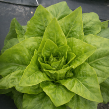 Organic 'Deer Tongue' green lettuce