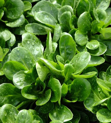 Semences Mâche (Valerianella locusta)