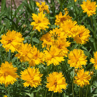 Un groupe serré de fleurs jaunes se répartit entre de nombreuses tiges vertes. Les pétales allongés, aux pointes irrégulières, se superposent autour de petits centres dorés. Plusieurs fleurs sont ouvertes face au regard, tandis que d’autres sont inclinées. Des feuilles vertes étroites et des boutons arrondis occupent les espaces, sur un fond dense de végétation.