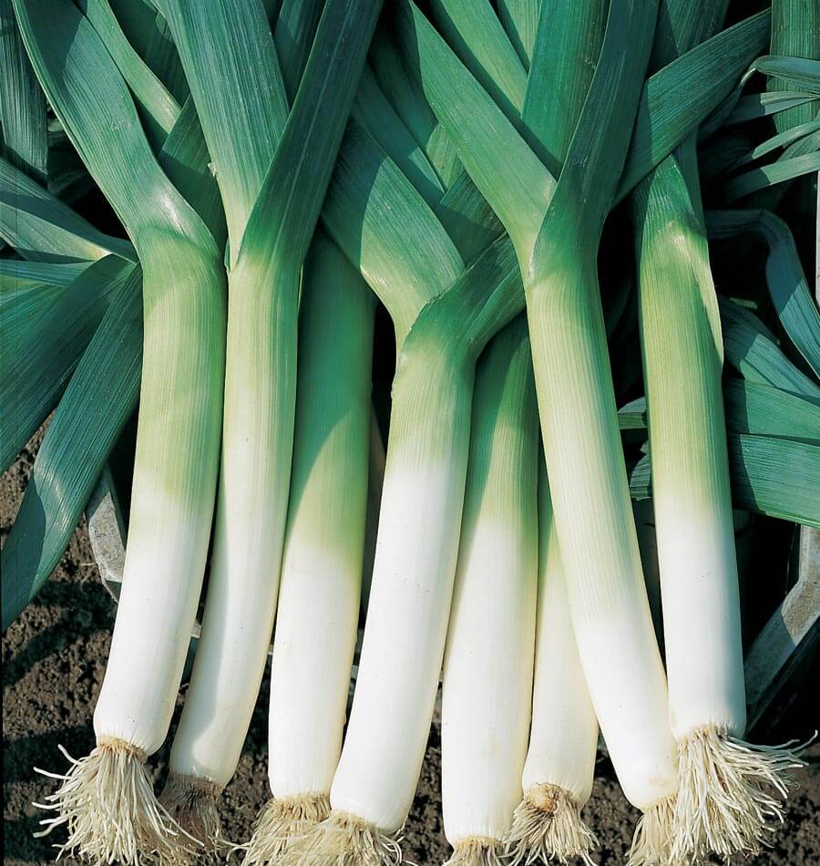 Plusieurs poireaux récoltés sont alignés sur une terre sombre. Leurs longs fûts blancs passent progressivement au vert clair, puis à de larges feuilles bleu-vert qui se croisent dans la partie supérieure. Les racines claires restent attachées à la base. Des lignes fines parcourent les gaines et soulignent la longueur des poireaux présentés.