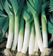 Plusieurs poireaux récoltés sont alignés sur une terre sombre. Leurs longs fûts blancs passent progressivement au vert clair, puis à de larges feuilles bleu-vert qui se croisent dans la partie supérieure. Les racines claires restent attachées à la base. Des lignes fines parcourent les gaines et soulignent la longueur des poireaux présentés.