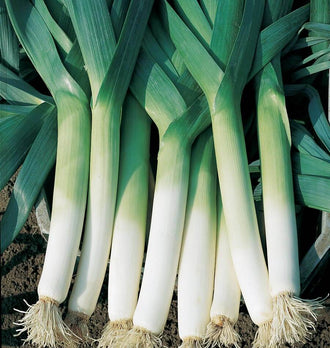Plusieurs poireaux récoltés sont alignés sur une terre sombre. Leurs longs fûts blancs passent progressivement au vert clair, puis à de larges feuilles bleu-vert qui se croisent dans la partie supérieure. Les racines claires restent attachées à la base. Des lignes fines parcourent les gaines et soulignent la longueur des poireaux présentés.