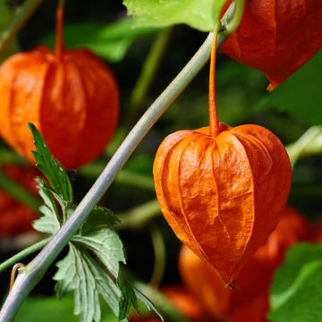 Lanterne chinoise 'Physalis Franchetii'