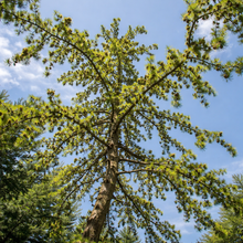 Larix decidua 'Diana'