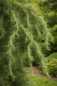 Larix decidua 'Horstmann's Recurva'