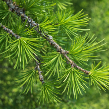 Larix decidua 'Pendula'