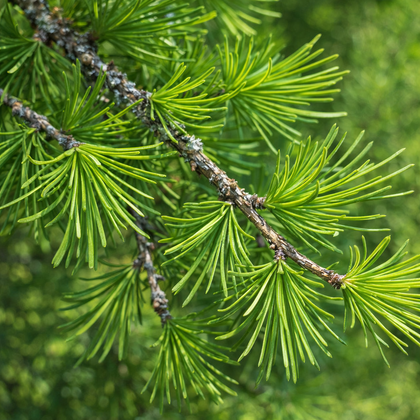Larix decidua 'Pendula'