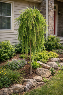 Larix decidua 'Puli'