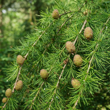 Larix decidua 'Puli'