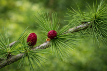 Larix laricina