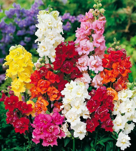 Larkspur Mix. This annual larkspur produces branching stems with spurred flowers in upright spikes 20 to 40 cm long.