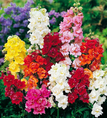 Larkspur Mix. This annual larkspur produces branching stems with spurred flowers in upright spikes 20 to 40 cm long.
